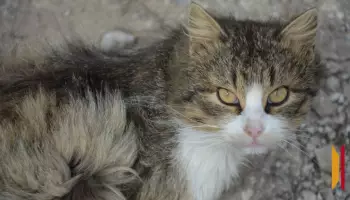 В острогожском селе Коротояк сняли карантин по бешенству животных