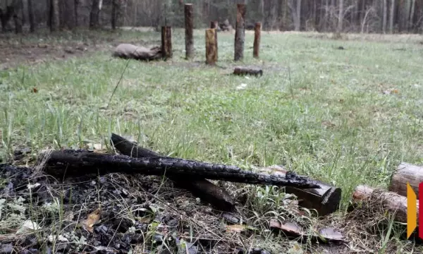 В Воронежской области двое мужчин незаконно срубили 24 сосны