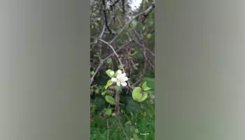 В Воронежской области в сентябре зацвела яблоня