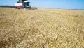 Более 800 тонн потенциально опасного зерна обнаружили в Воронежской области