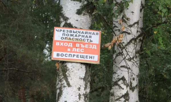 Власти Воронежской области вводят запрет на въезд в леса