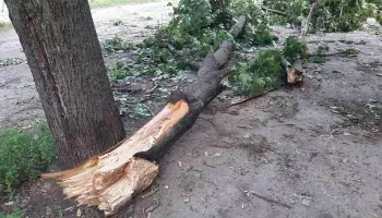Из-за падения дерева в Ямном под Воронежем жители остались без электричества