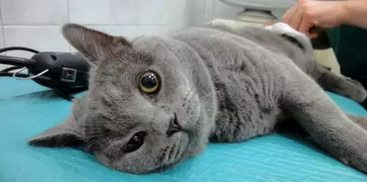 Кастрация кота: что нужно знать?