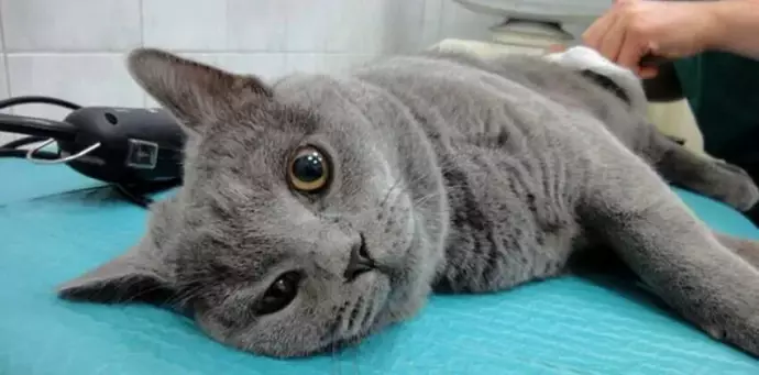 Кастрация кота: что нужно знать?